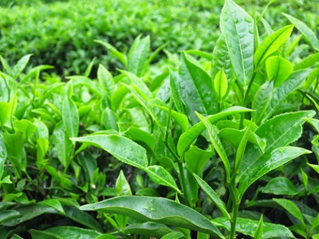 Cây CHÈ xanh ( cây trà xanh ) giống