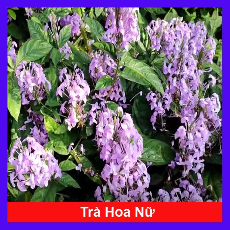 Cây hoa trà hoa nữ- Hoa đẹp trang trí sân vườn- Hoa kiểng Nguyễn Lộc