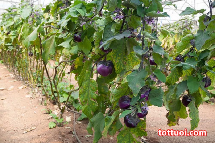 Hạt Giống Cà Tím Quả Tròn F1 - Gói 2Gr