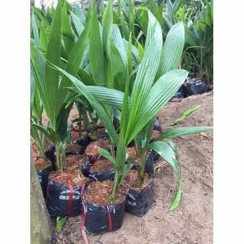 Dừa lửa cây giống+ tặng 500g phân hữu thỏ hữu cơ