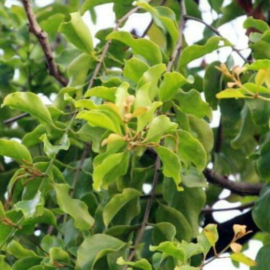 CÂY TẦM GỬI GẠO