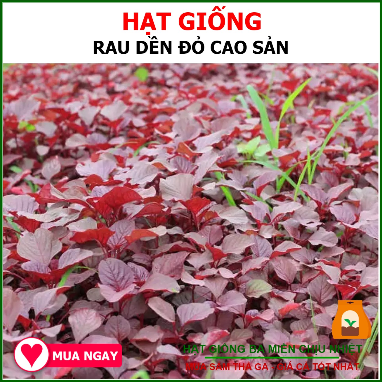 Hạt Giống Rau Dền Đỏ Rado Gói 50gram