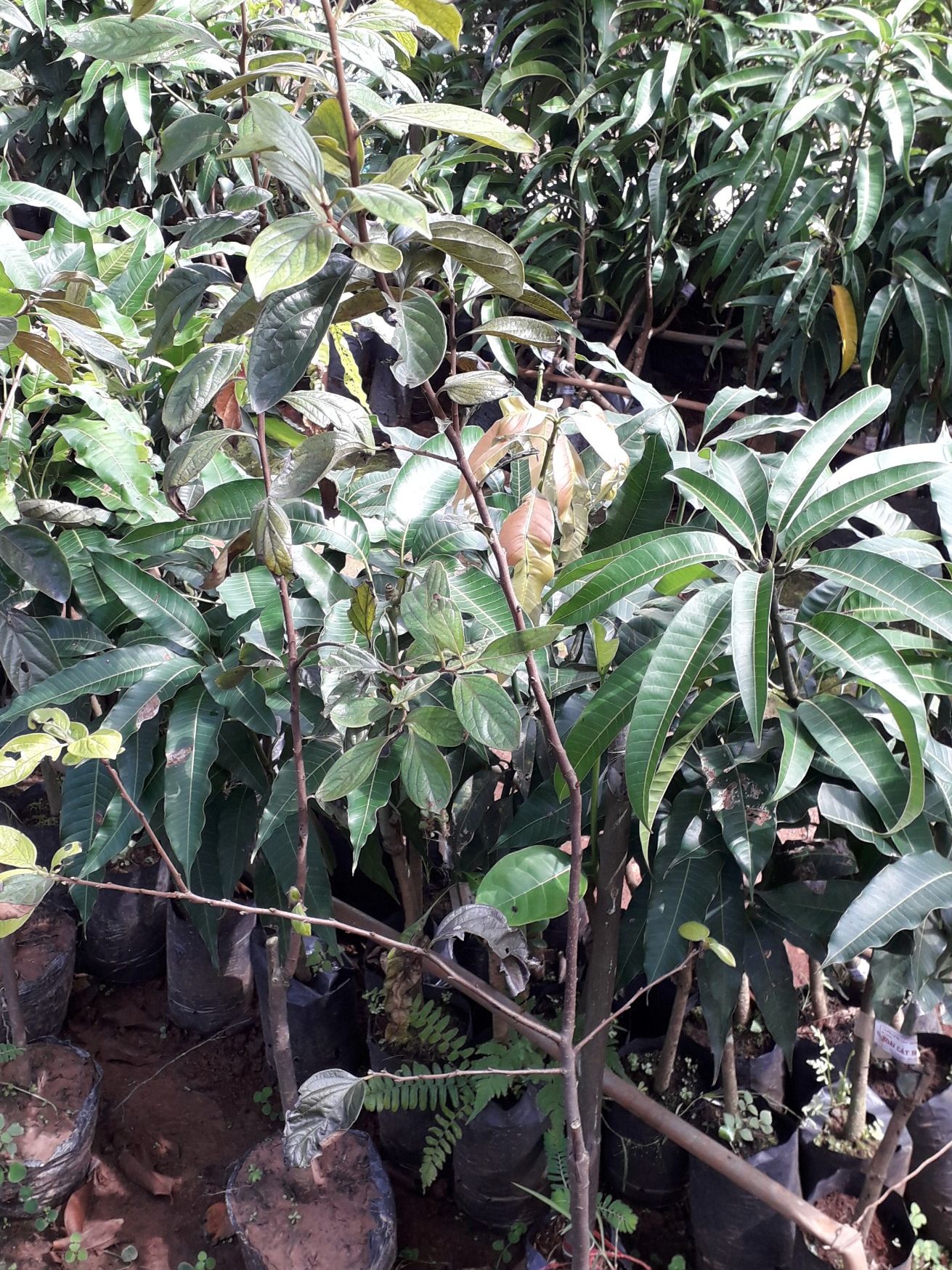 Cây giống Hồng giòn Đà Lạt siêu sớm