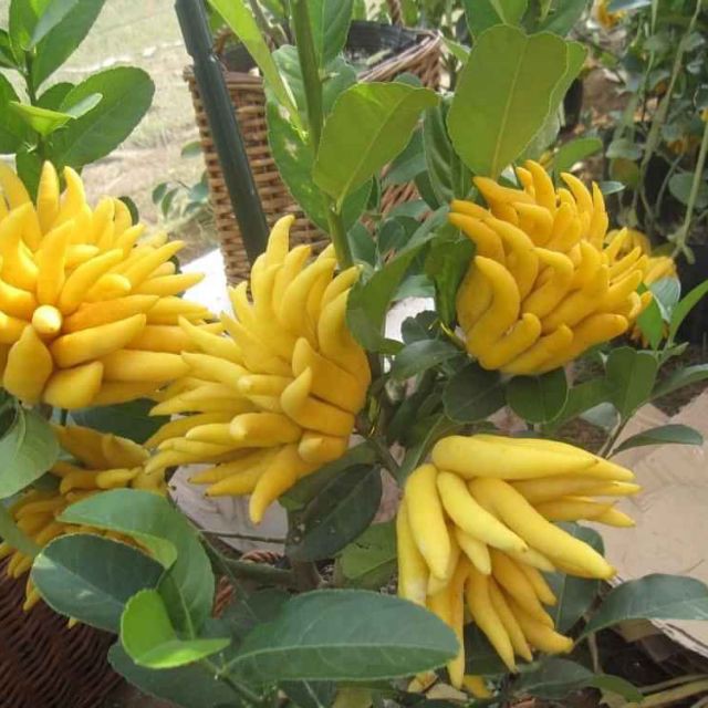 Cây Cây phật thủ - Cây Giống Nhập Khẩu