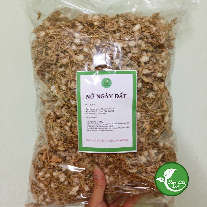 Cây Nở Ngày Đất khô Hàng cam kết sạch đẹp