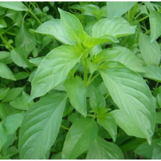 Hạt Giống Rau Thơm Xả (Rau É Trắng) Dễ Trồng, Thơm Ngon (2gr)