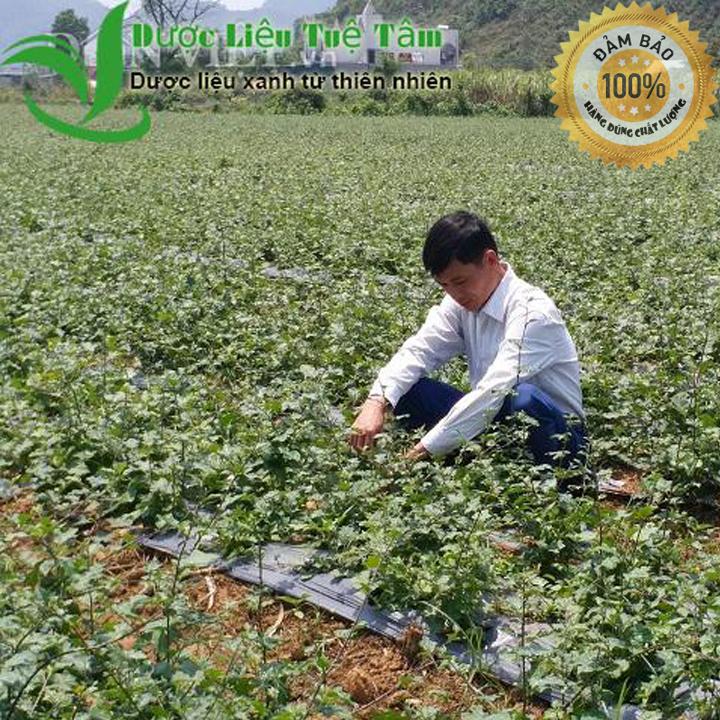 Cà gai leo - cà gai leo đạt chuẩn GACP - WHO