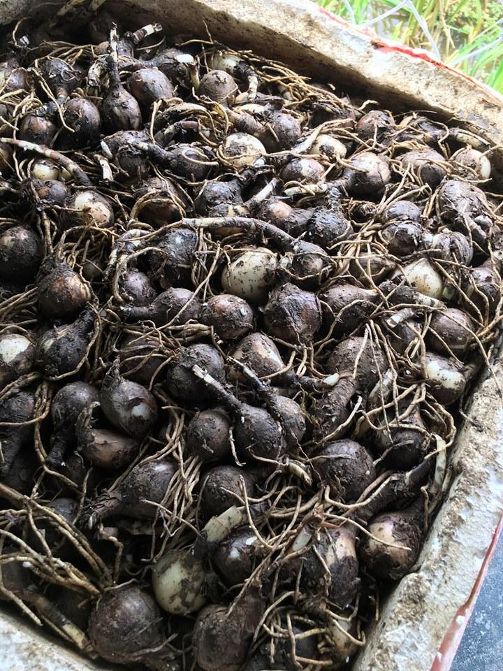 Bộ 5 củ giống hoa bỉ ngạn hoa màu đỏ ( kèm 5 viên nén ươm củ )