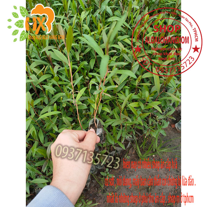 [HCM]Combo 50 cây tràm úc -cây giống