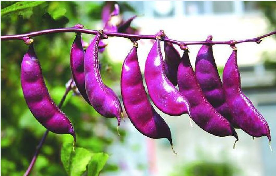 Hạt Giống Đậu Ván Tím - Gói 5 hạt