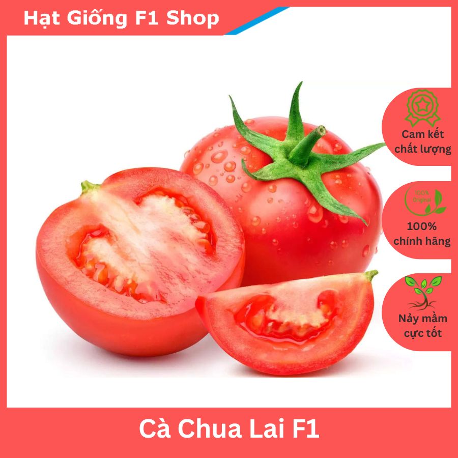 Hạt Giống Cà Chua Lai F1 Năng Suất Cao