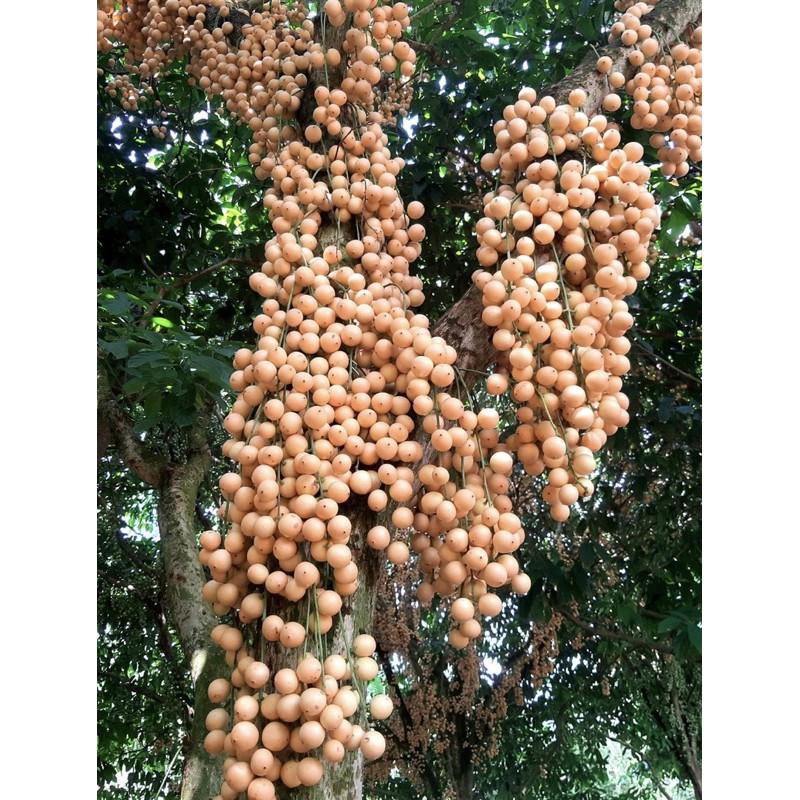 cây dâu da đất ( cây dâu da rừng )