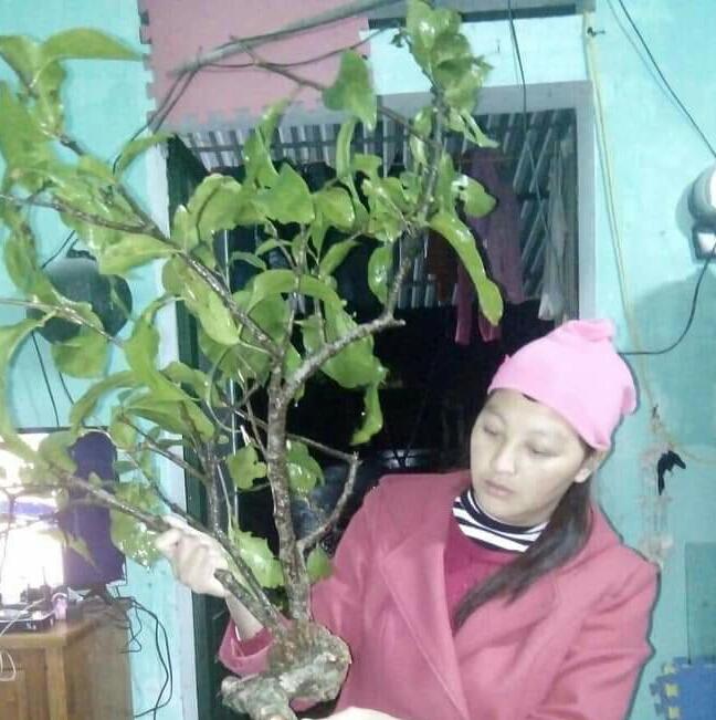 CÂY TẦM GỬI GẠO