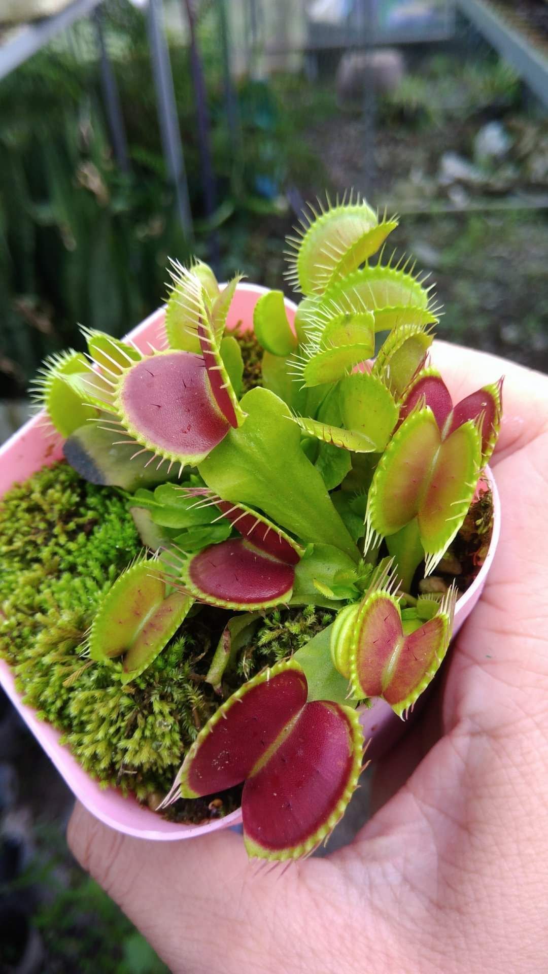 cây bẫy kẹp