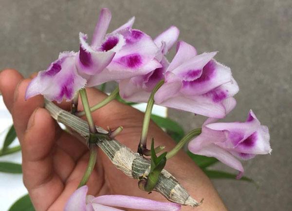 Phi điệp 6 mắt hàng giống