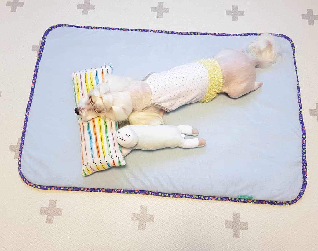 HCM] Thảm dành cho thú cưng mùa hè - DoggyMan