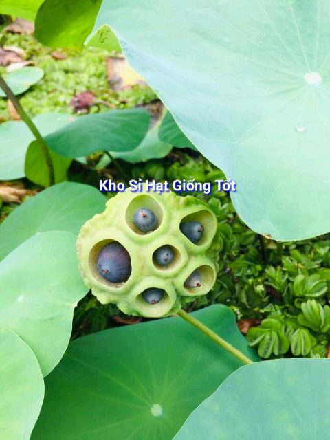 MJ76 Hạt Giống Hoa Sen Trắng - 4 Hạt