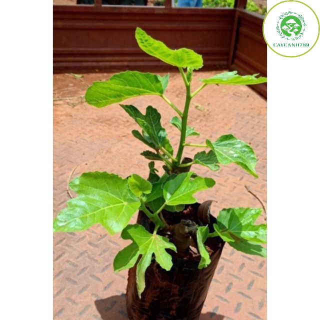 Cây sung mỹ size trung giống chuẩn cao 30-40 cm