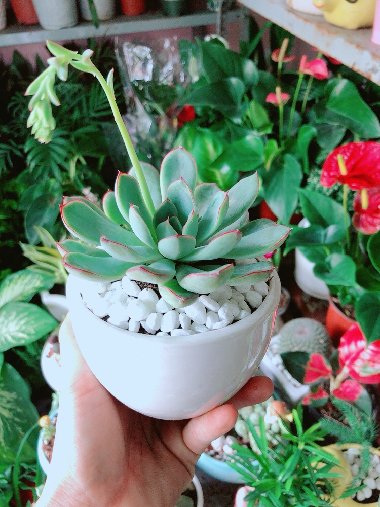 [HCM]Chậu Sen Đá Viền Hồng