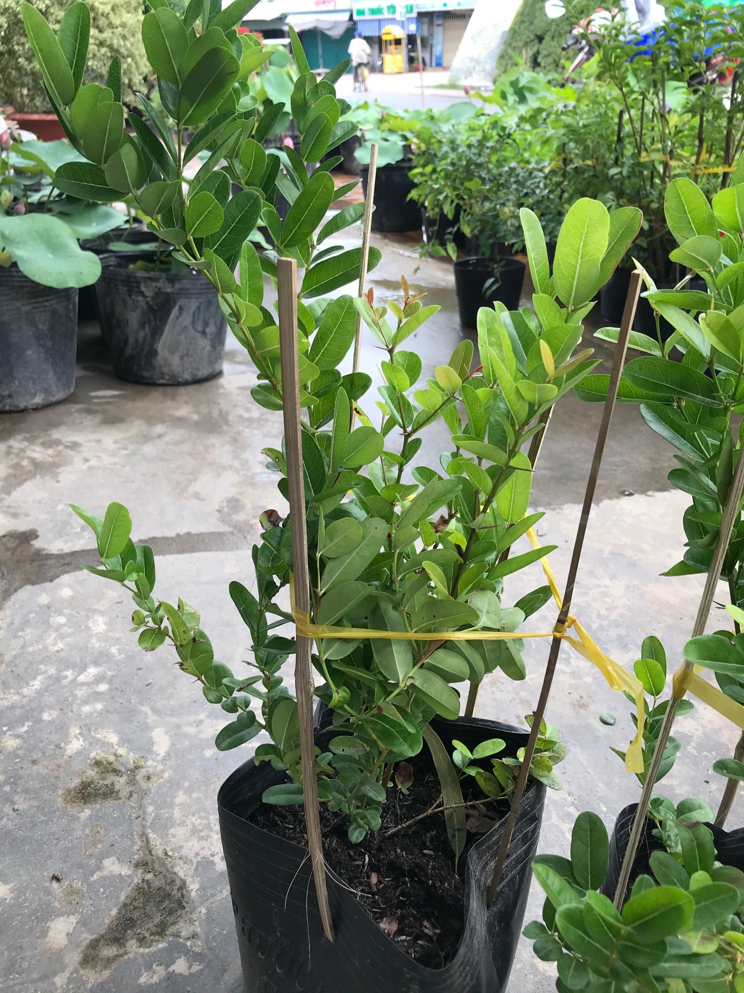 Cây siro + tặng phân bón cho cây