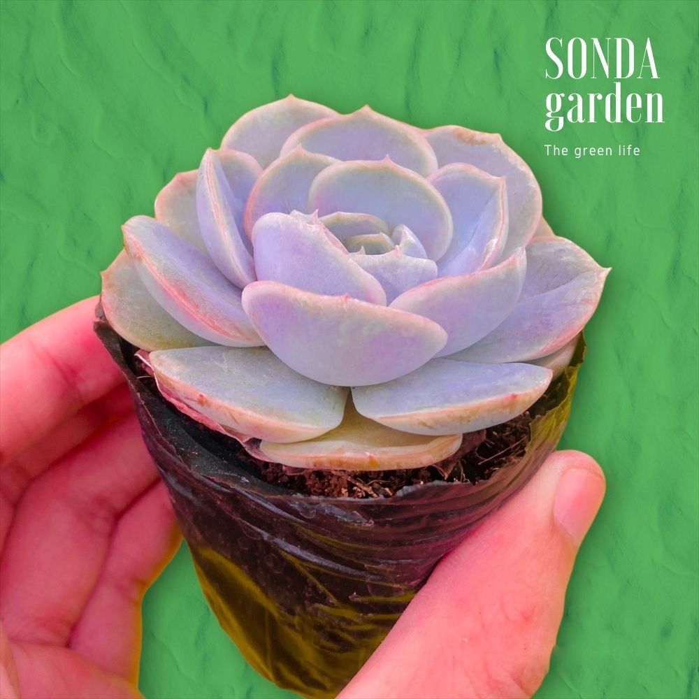 SEN ĐÁ LOLA TÍM SIZE BÉ SIÊU KHỎE ĐẸP LỖI 1 ĐỔI 1