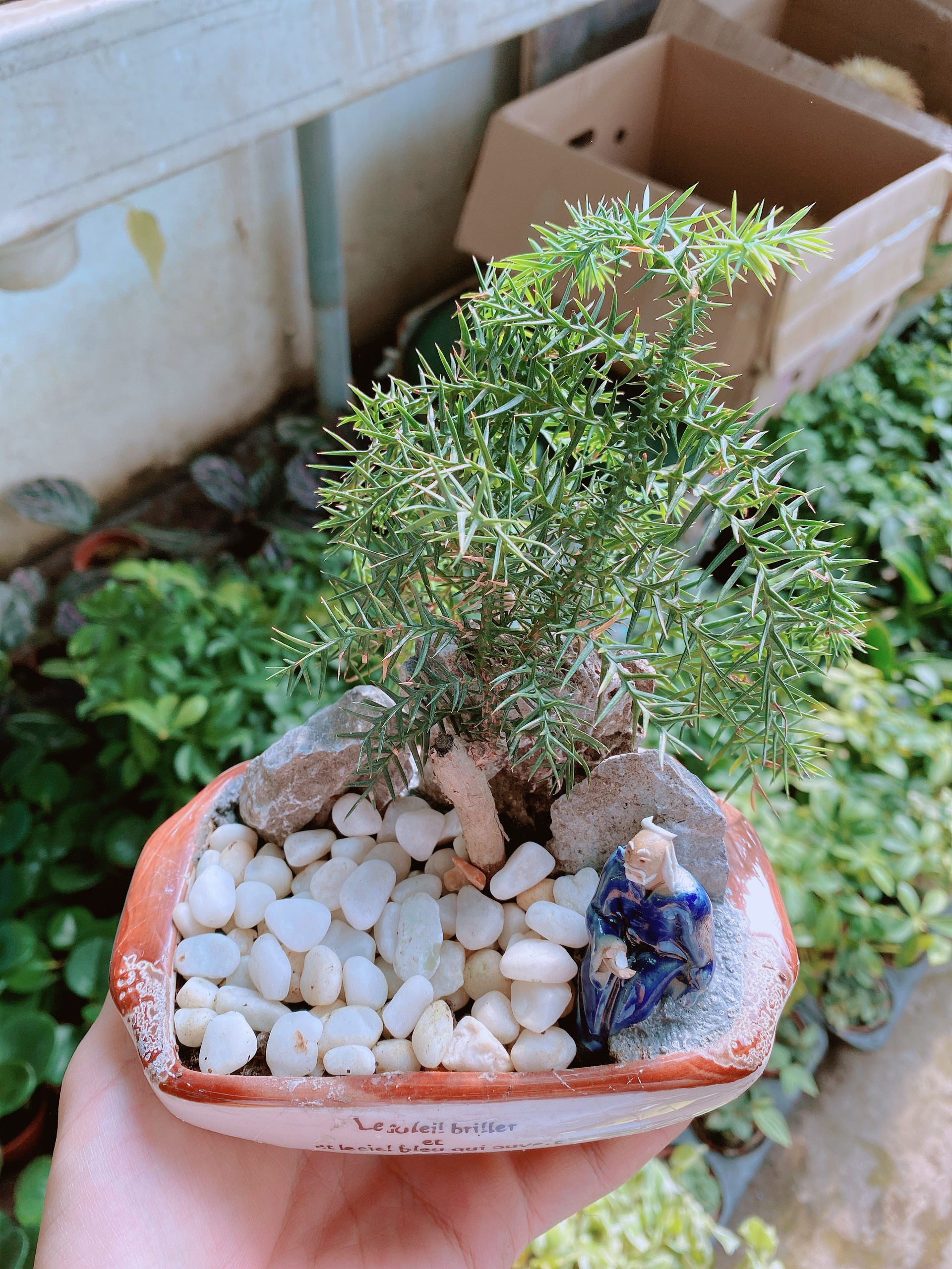 Chậu tùng bồng lai bonsai