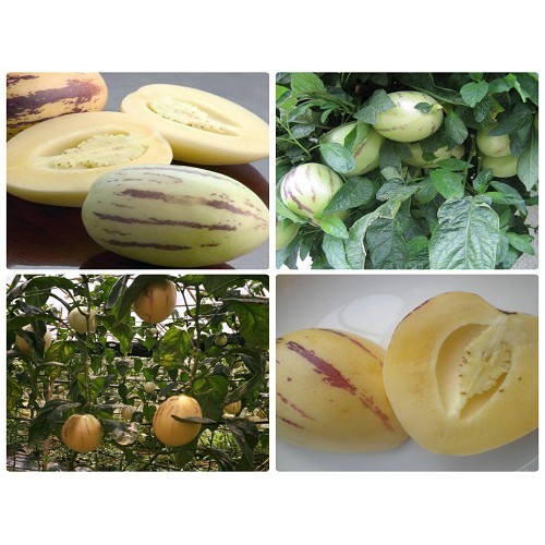 Hạt giống Dưa PEPINO dưa phỉ thúy