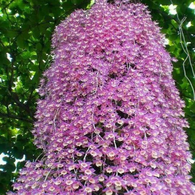 LAN THIÊN CUNG LỮ BỐ + Tặng 2 Cây Quế Giống