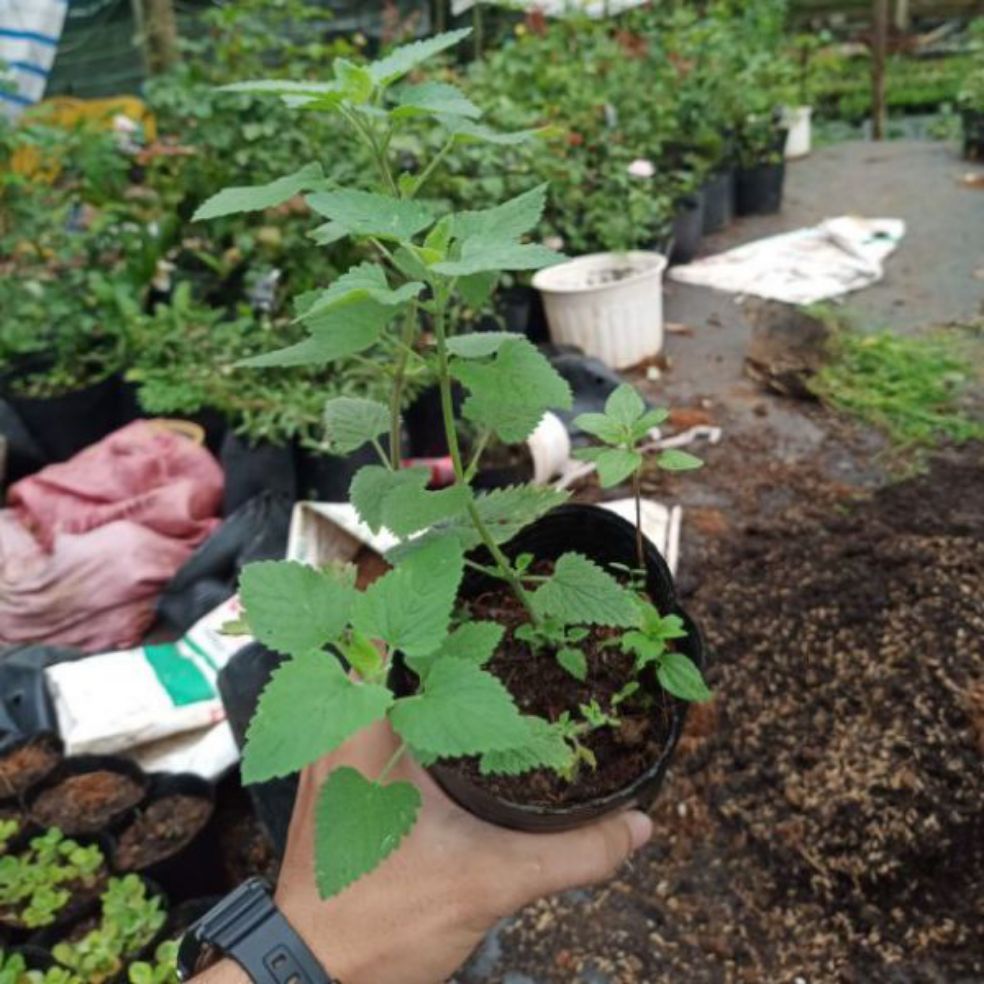 Cây bạc hà mèo/cỏ mèo - catnip/catmint