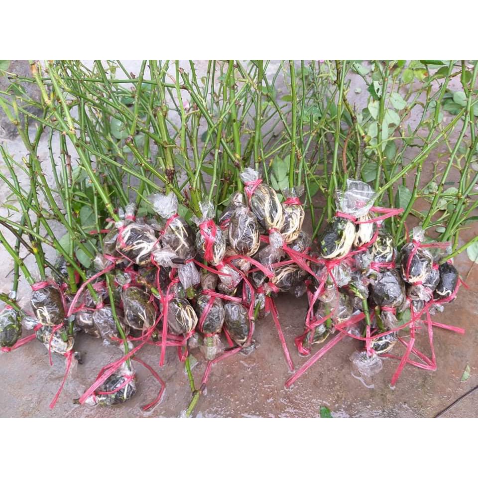 Kích Rễ, Phân Bón Lá N3m