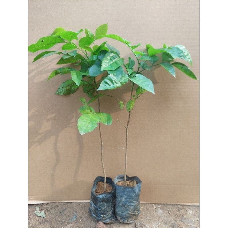 CÂY GIỐNG QUẤT HỒNG BÌ