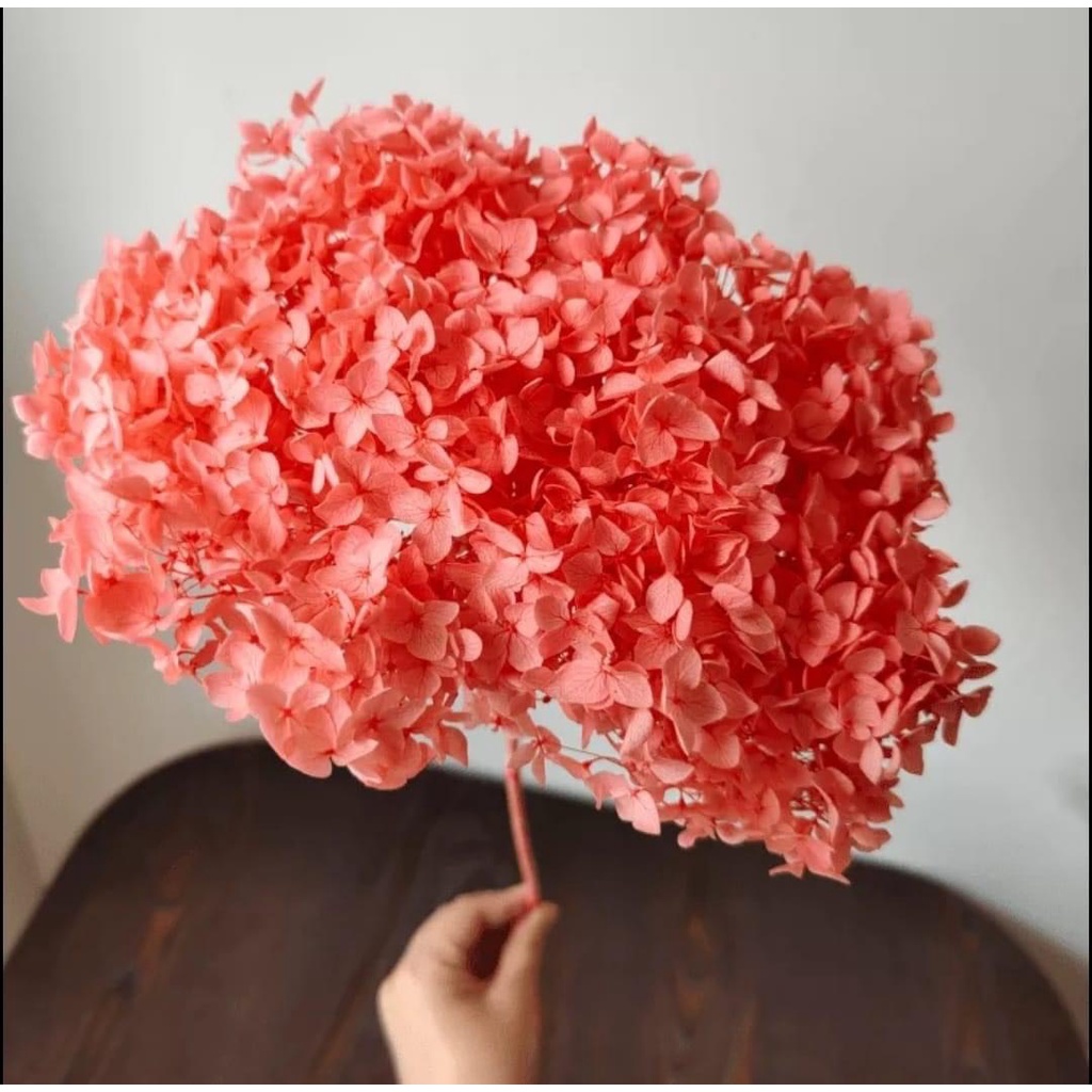 Hoa cẩm tú cầu khô, hoa khô decor trang trí