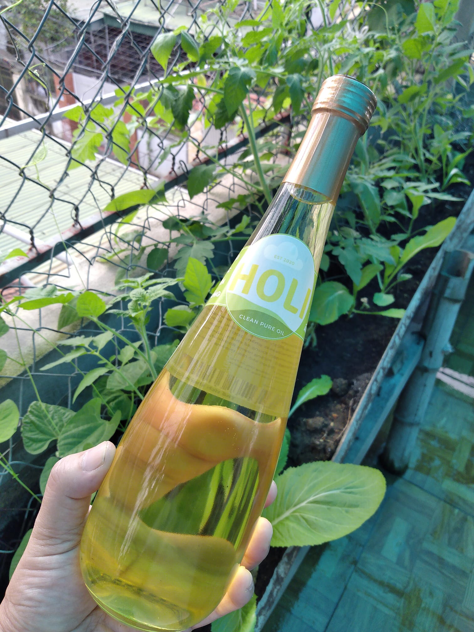 Dầu lạc nguyên chất ép lạnh Holi 500ml