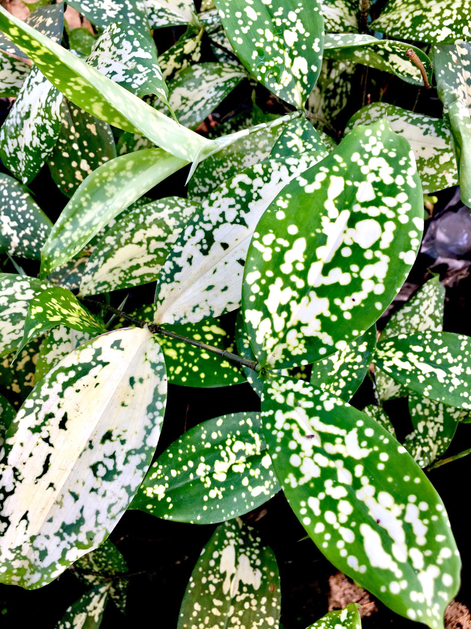 Chậu cây Trúc Nhật Đốm - Dracaena godseffiana