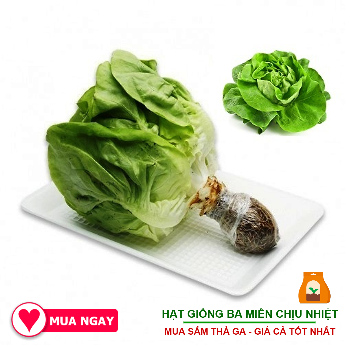 Hạt Giống Xà Lách Búp, Xà Lách Đăm, Đỏ Xoăn, Xà Lách Mixed, Romain Tím