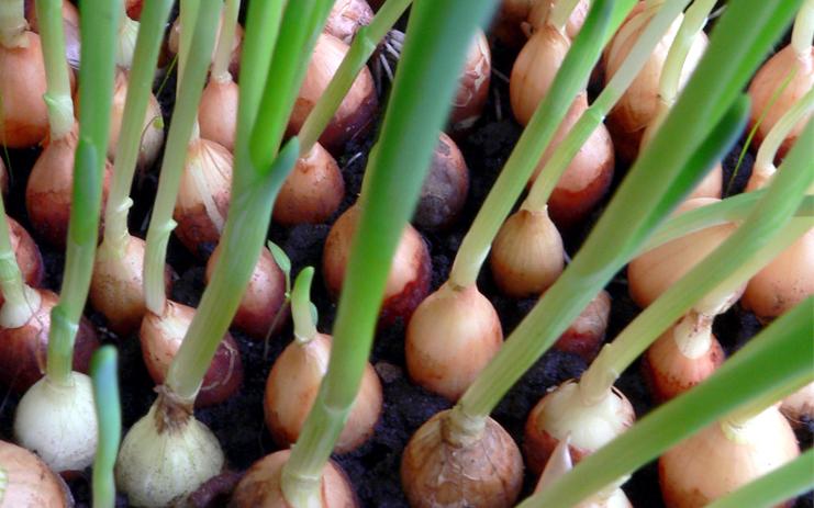 Gói 1g hạt giống hành củ