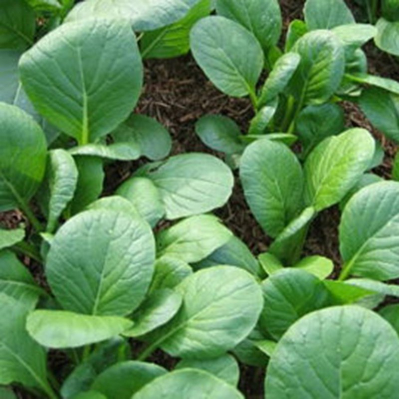 Hạt giống rau cải ngọt-20gram