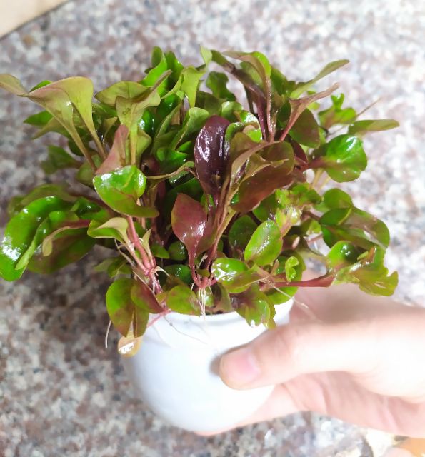 Cây thủy sinh HỒNG BA TIÊU.