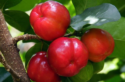 CÂY GIỐNG CÂY SƠ RI THÁI TRÁI NGỌT, SIÊU QUẢ, CAM KÉT CHUẨN GIỐNG F1