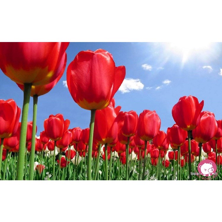 Củ hoa tulip (tuylip) Hà Lan được chọn màu( ra hoa sau 20-25 ngày)