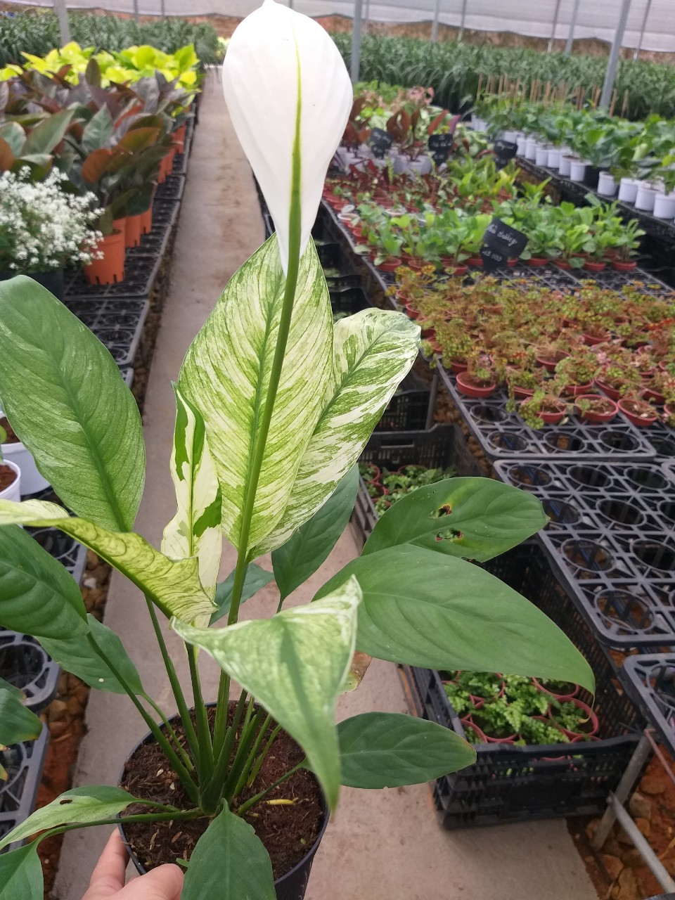 Lan ý var,  nhiều size chậu, cây khỏe, rễ nhiều