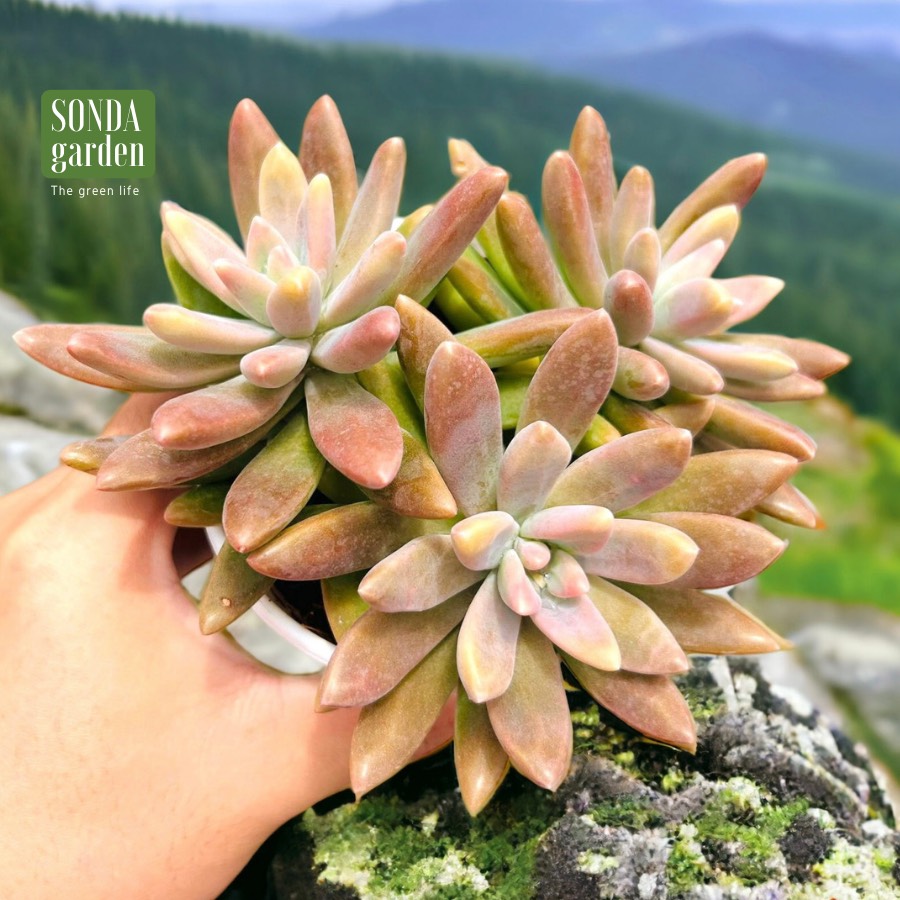 SEN ĐÁ PHA LÊ SIZE TRUNG BÌNH SIÊU KHOẺ ĐẸP LỖI 1 ĐỔI 1