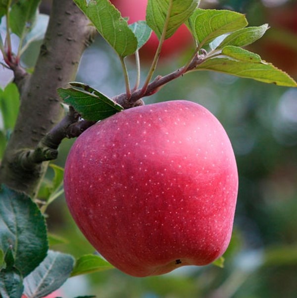 Kỹ thuật trồng và chăm sóc cây táo Đài Loan  Nhà Nông Xanh