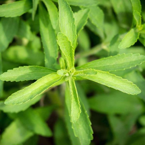 [Mới] - Combo 5 gói Hạt giống cỏ ngọt (stevia)  chất lượng cao