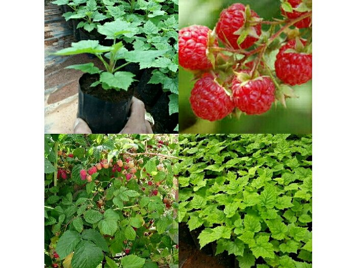 chậu cây giống mâm xôi