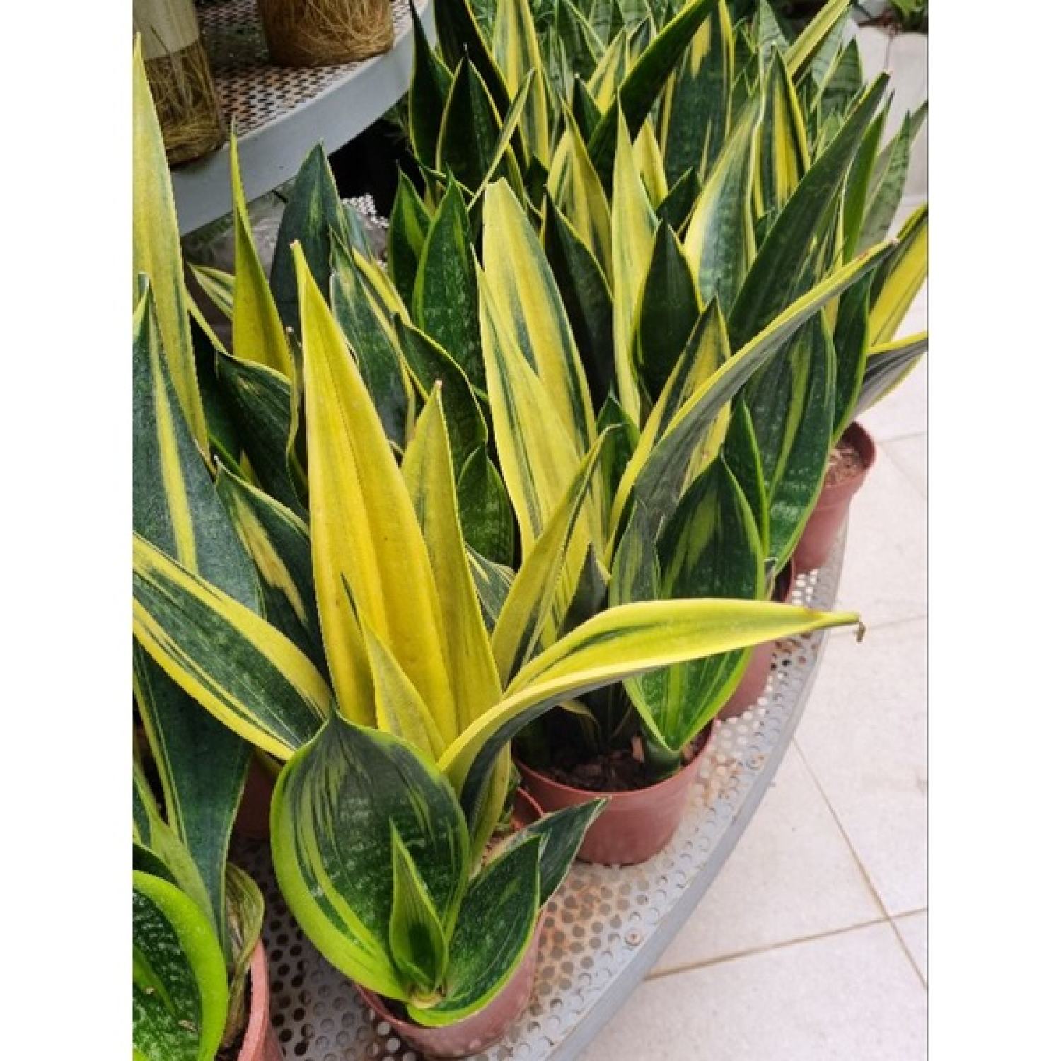 Lưỡi hổ hoàng kim - chậu nhiều thân