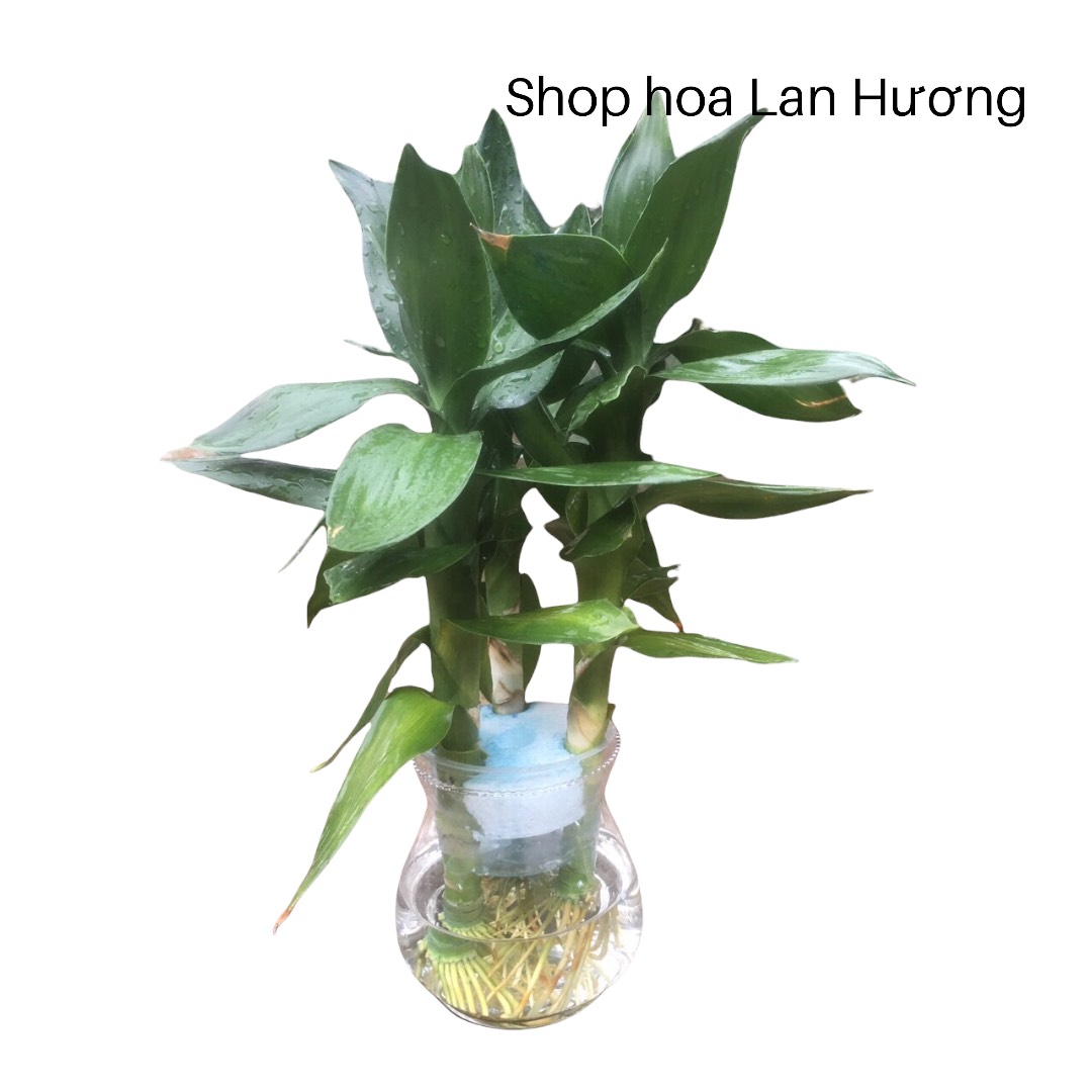 cây phát lộc thủy sinh (cây phát tài búp sen)