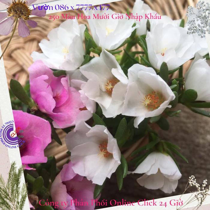 500g hoa mười giờ sam giọt nước đủ 5 màu giống mới đẹp lạ 0776849238