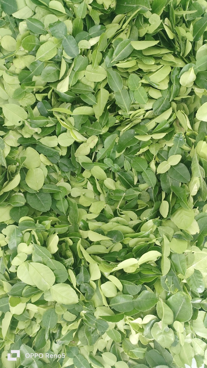 Lá chúc. Lá chanh thái. Nửa kg.