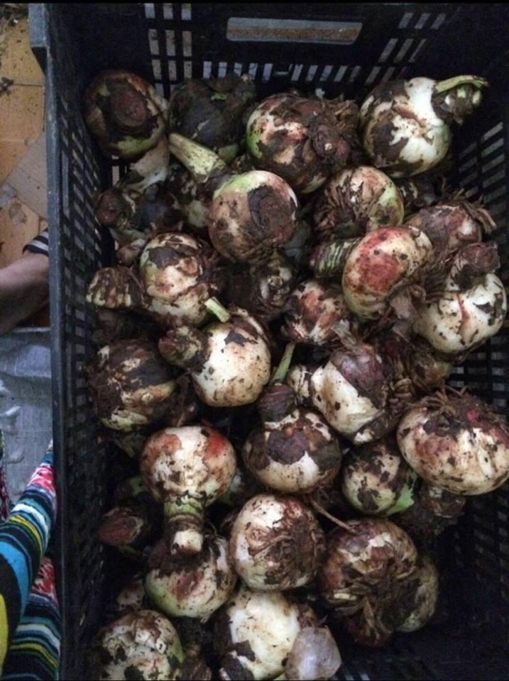 Combo 2 củ hoa huệ tây ( 1 củ hoa màu hồng đào và 1 củ hoa màu đỏ nhung)